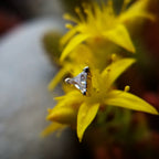 Trillion by Buddha Jewelry Organics