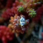 Zuri by Buddha Jewelry Organics